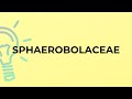 What is the meaning of the word SPHAEROBOLACEAE?