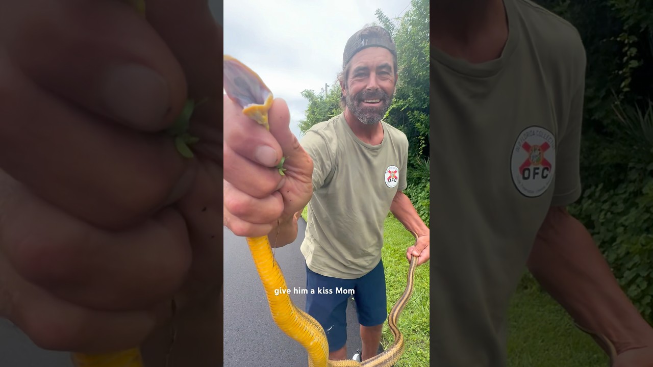 Catching Snakes in Florida