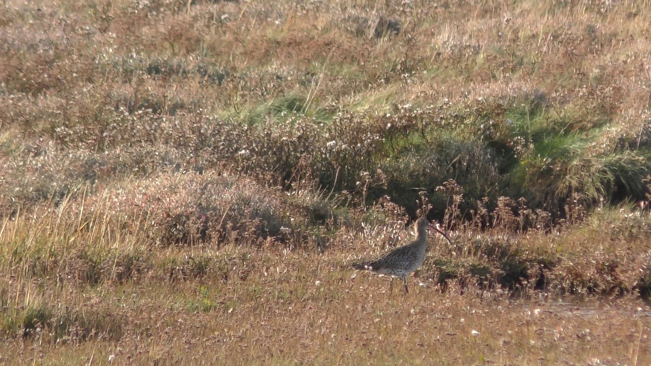 airshow schedule upload Curlew bird RSPB Titchwell Norfolk 14nov18 147p