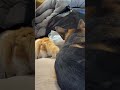 當貓和狗都互相害怕的時候When cats and dogs are afraid of each other#doglife #safety #dog
