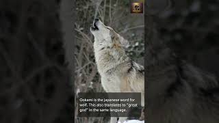 Japanese word for wolf means