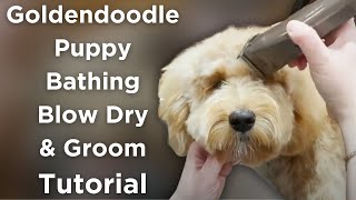 Bathing, Blow Drying, and Trimming a Doodle Puppy | At Home Dog Grooming Tutorial