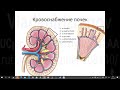 Кровоснабжение почек. Практическое занятие со студентами 1 курса. Запись 2023 03 14 09 11 00.