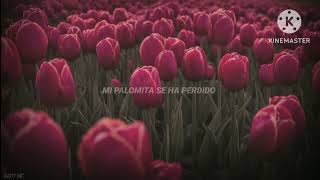 Ay Juna - Mi Palomita (Letra)