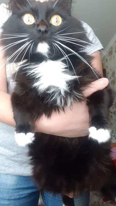 Кот Умка 😸. Смотрим в окошко. - YouTube