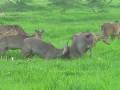 Nilgai herd  Bharatpur  Rajasthan