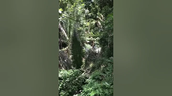 Jose of the Jungle