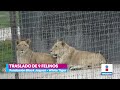 Trasladan a nueve felinos de la fundación Black Jaguar-White Tiger a Veracruz | Yuriria Sierra