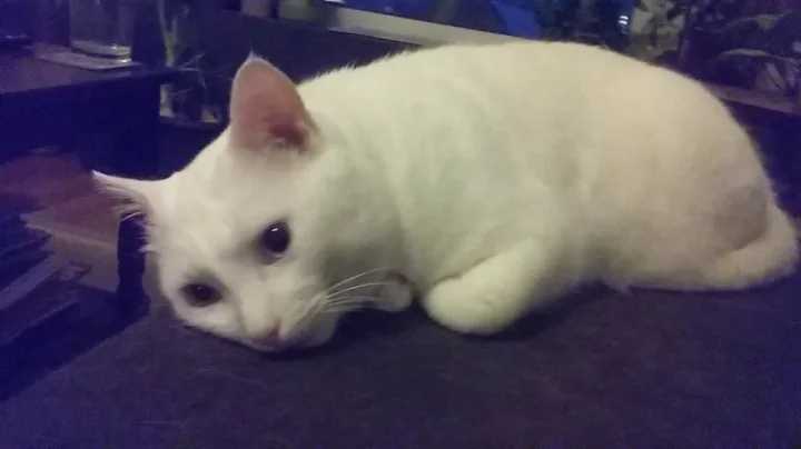 Watch the video about Câline, kucing Turkish Angora