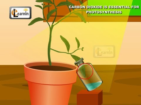 Video: Zašto je ugljični dioksid neophodan za fotosintezu?
