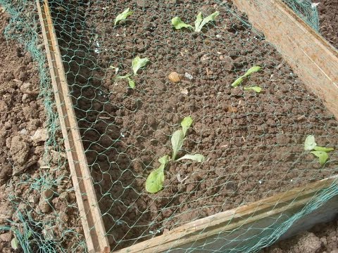 Comment et quand piquer (repiquer) de la salade - Technique de jardinage