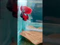 Shorts saini aquarium shop betta phagwaracity