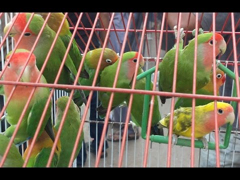 Lovebird ,Cocktail , Raw, African Grey Ring neck ki breeding ka desi Nuskha in Urdu/Hindi. Lovebird ,Cocktail , Raw, African Grey Ring neck ki breeding ka desi Nuskha in Urdu/Hindi.