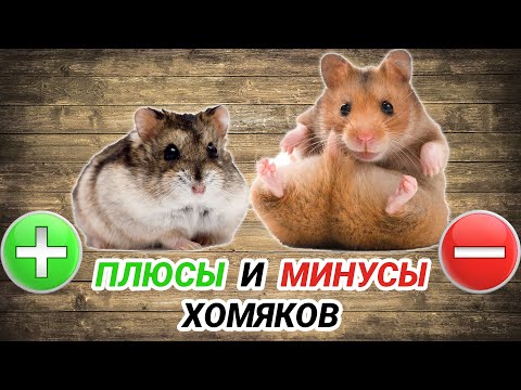 Сирийский и джунгарский хомяк - плюсы и минусы. Хомяк как домашнее животное