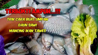 umpan jitu  ikan tawes pakai daun sawi
