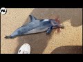 Never Throw Baby Dolphins Back in the Water