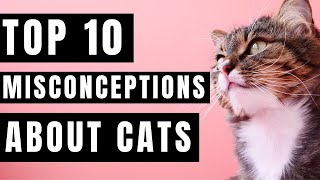 Top 10 Misconceptions About Cats by Animals Planet 49 views 2 years ago 7 minutes, 10 seconds