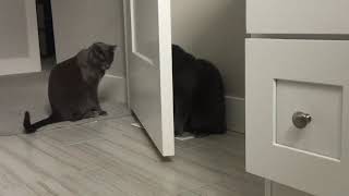 Maras and Bug battle for the heated floor vent by Maras 43,907 views 3 years ago 4 minutes, 56 seconds