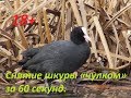 Лысуха. Снятие шкуры «чулком» за 60 секунд.