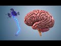 Le Secret Biologique : Comment ton cerveau brise-t-il ton cœur ?