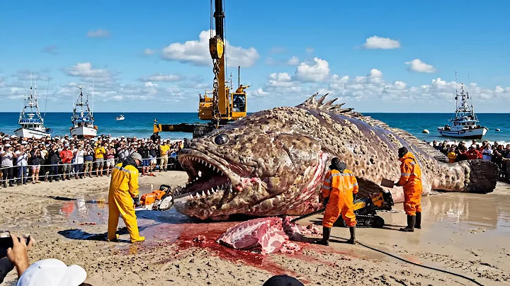 Hunting the 3,500KG Giant Grouper – A Deep-Ocean Longline Fishing Documentary