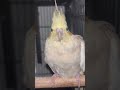 #cockatiel #birds #cockatielbird #cockatielsinging #cockatielsound #parrot #pets #ytshorts #shorts