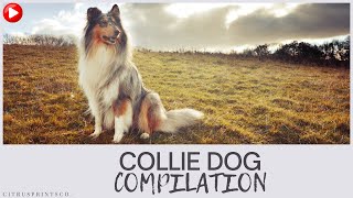 Collie Dog Compilation  #pet
