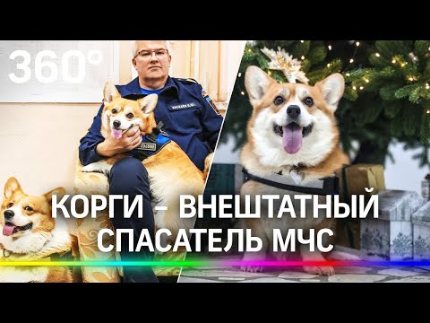 Эта корги спасает людей! История одного пушистого дежурства