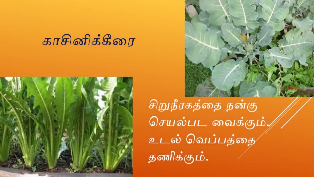 கீரைகளும் அதன் பயன்களும்தமிழ் மருத்துவத்தின் மாண்பு Benefits of