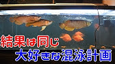 117 アジアアロワナ過背金龍 紅龍3匹混泳チャレンジ 24時間後どうなった Youtube 117 アジアアロワナ過背金龍 紅龍3匹混泳チャレンジ 24時間後どうなった Youtube