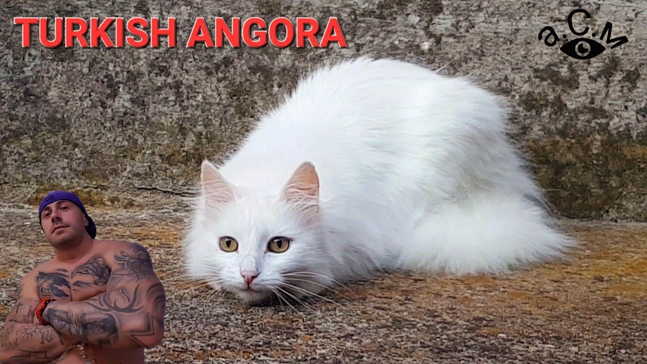 White Cat Turkish Angora A S M Youtube White Cat Turkish Angora A S M Youtube