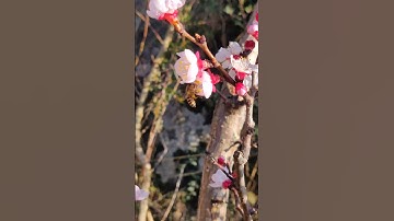 Thumbnail of Apricot Blossom ।। Kullu Manali।।  #shorts #shortvideo