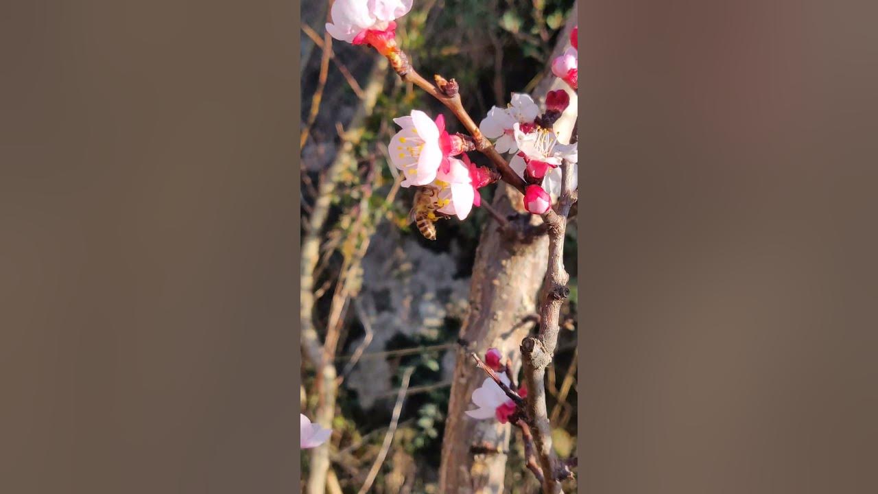 Apricot Blossom ।। Kullu Manali।।  #shorts #shortvideo