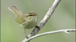 Suara Burung Cikrak Kutub (Arctic Warbler)