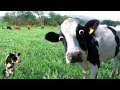 Im a cow song