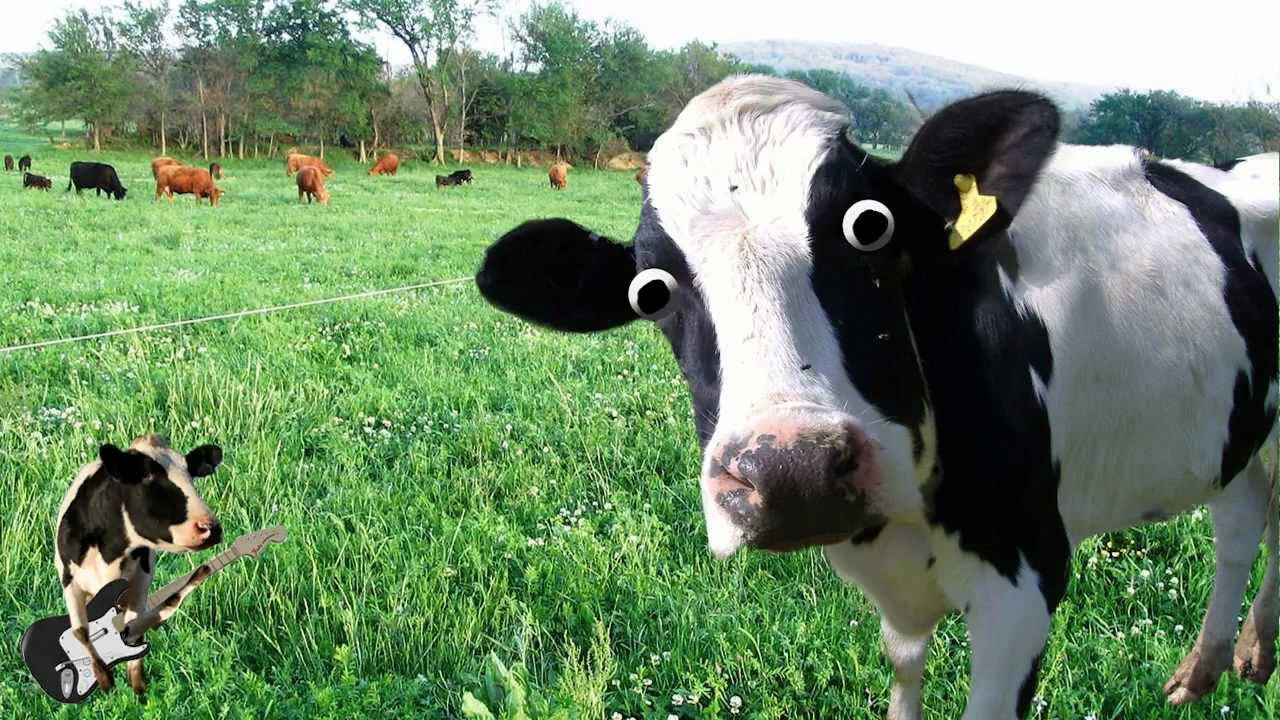 Im a Cow Song