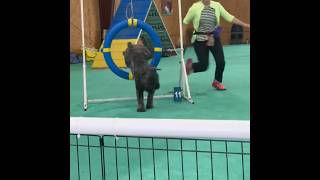 Bouvier des Flandres Agility Training Gone Wrong  #dogshorts #shorts