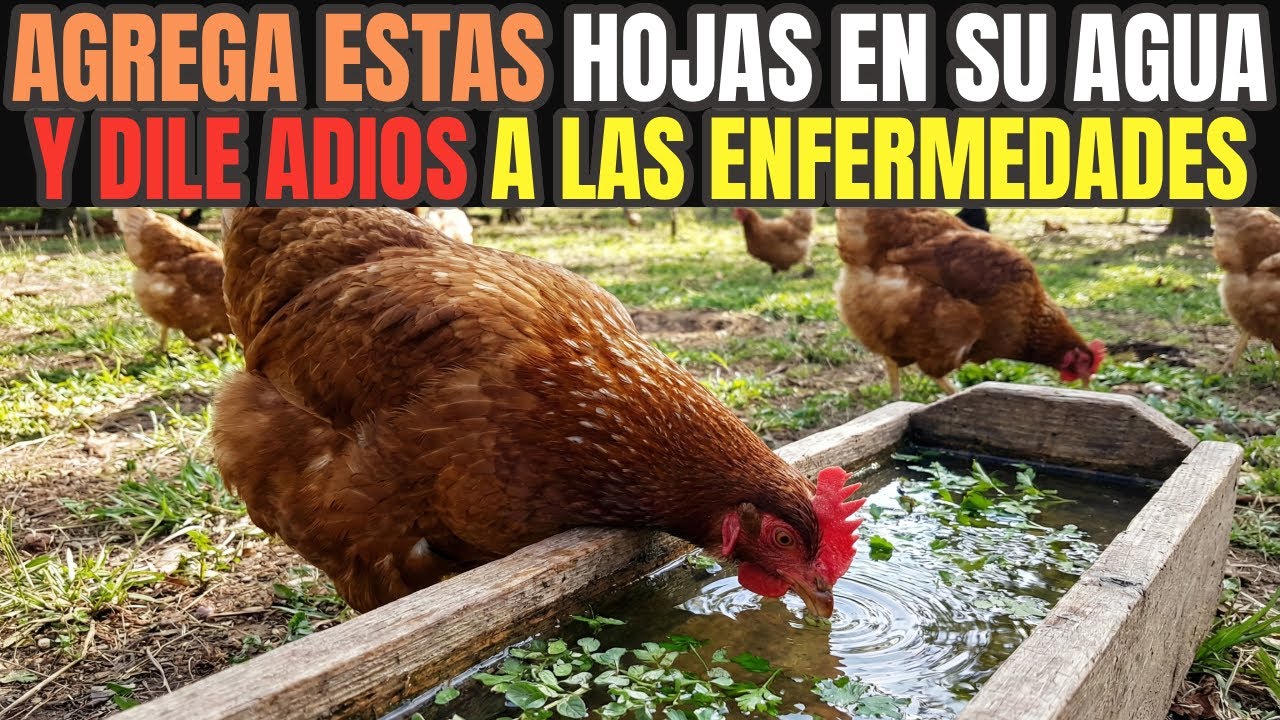 Agrega estas hojas picadas en su agua y obtendrás el mejor antibiótico natural para tus gallinas