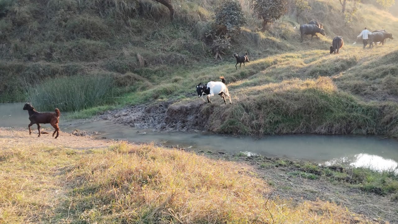 😄😄Bakri Pani mein gir gai