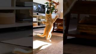 Funny Cats 😂 Episode 233 #Shorts