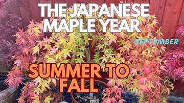 Japanese Maples: Summer to Fall