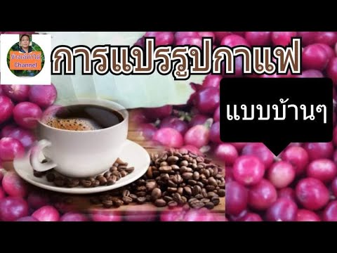 #แปรรูปกาแฟ #อาราบิก้า #ด้วยวิธีธรรมชาติแบบบ้านๆ