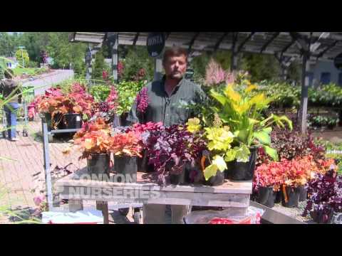 Video: Reasons For The Popularity Of Heuchera. Continuation