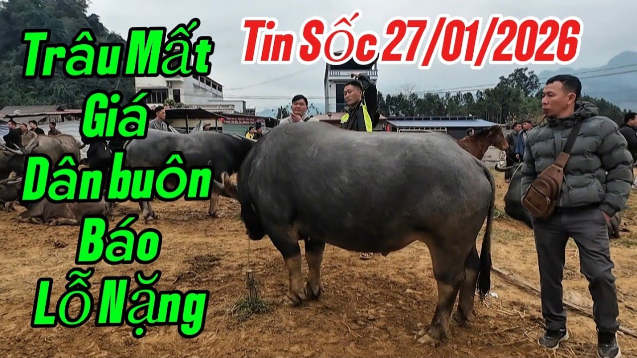 Chợ trâu truyền thống độc lạ nhất Việt Nam