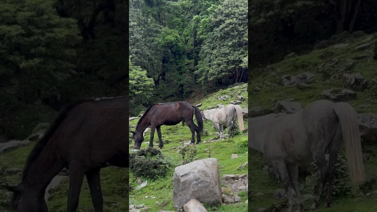 Nature in no harmony 