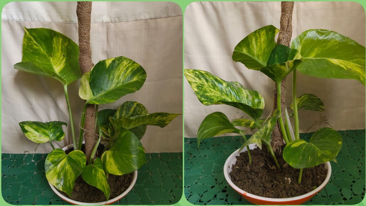 Golden Pothos or Money Plant / How to make Moss Stick for Money Plant