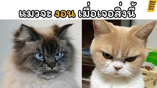 ทาสแมวต้องรู้ ! สาเหตุที่แมวงอนให้เรา ( น่าตีจริงๆเลย ) เป็นเพราะอะไร ?