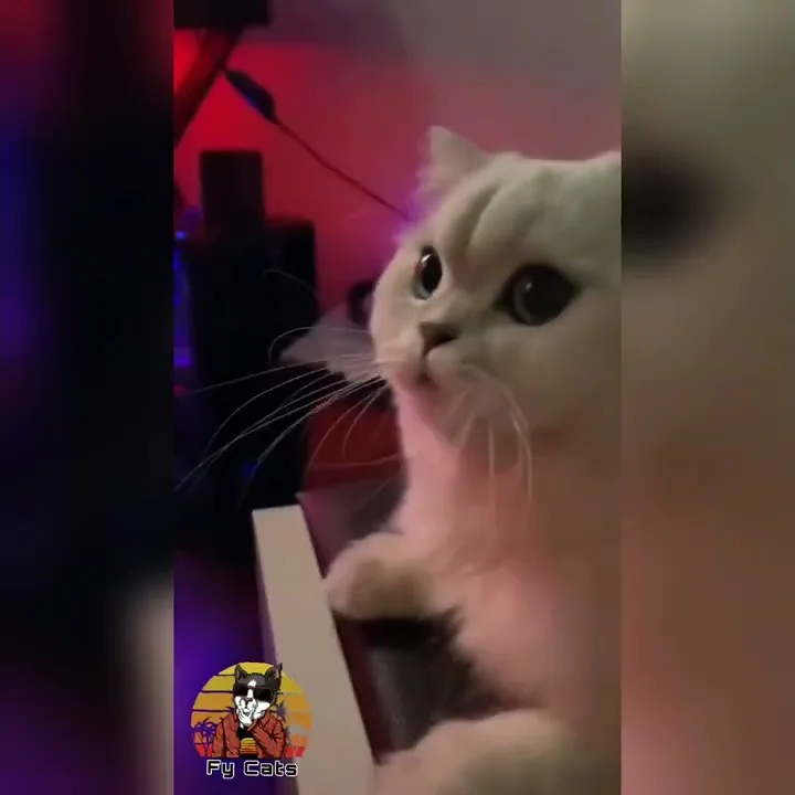 Video 191961: tabby cat persian, cat meow kitten pets, pets meow cute kitten, stray cat, cat food, funny sweet kittens, adorable cats, kitty