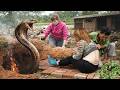 72 Hours of Terror 😱 Girl Contracts Mysterious Illness While Catching Giant Cobra in the Farm! 🐍
