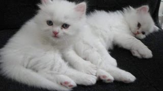 Cute Kittens Moving Images by Catcafe 8 views 7 years ago 2 minutes, 2 seconds